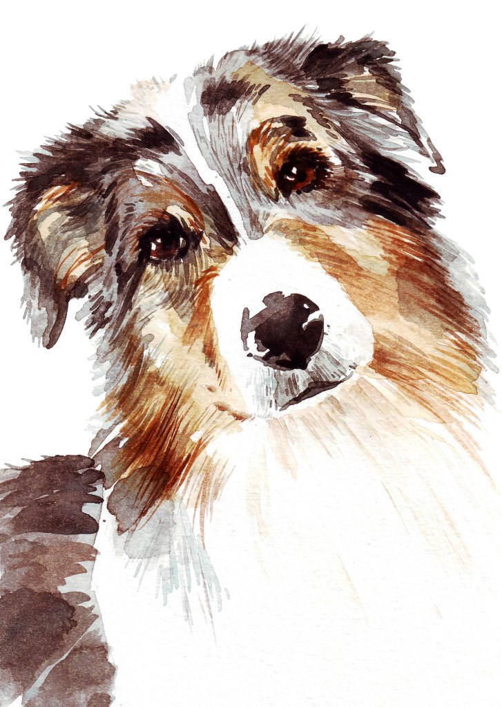 Watercolor painting illustration, portrait of an Australian Shepherd purebreed dog.