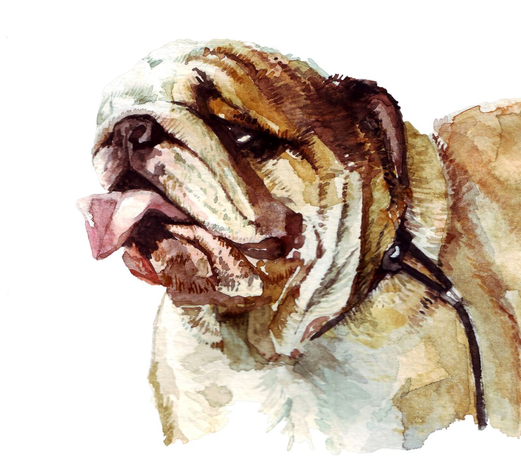 Watercolor painting illustration, portrait of an English Bulldog purebreed dog.