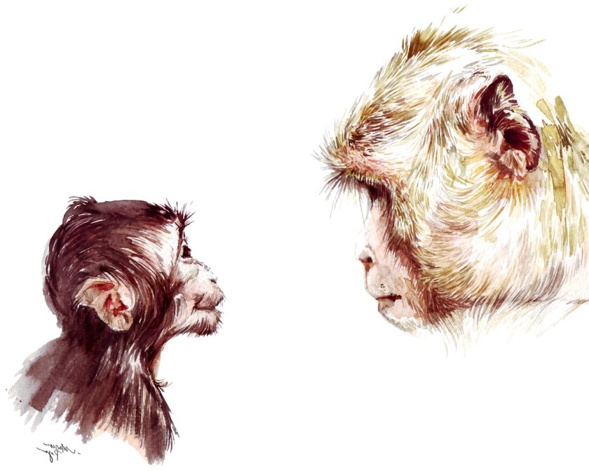 Watercolor painting illustration of mama and baby ape