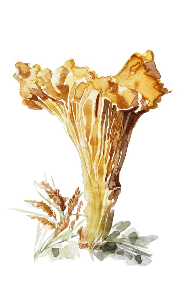 Watercolor painting illustration of a chanterelle mushroom