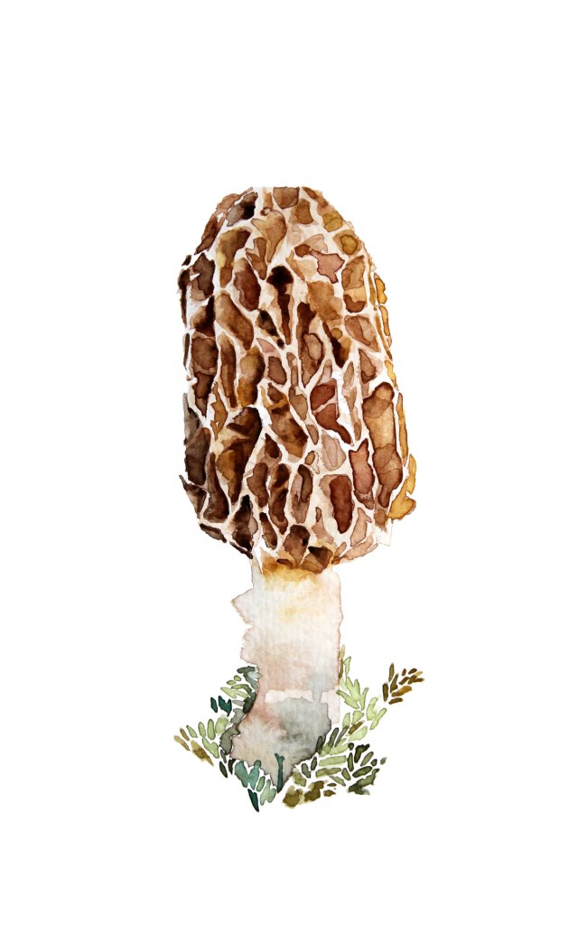 Watercolor painting illustration of a morel mushroom