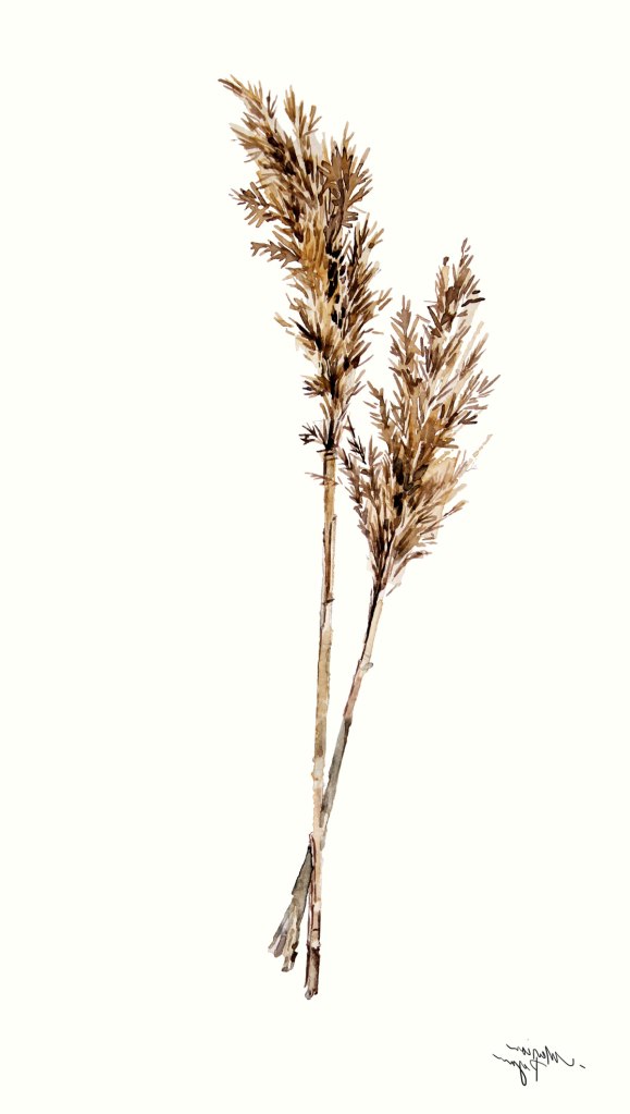Watercolor painting illustration of reed grasses