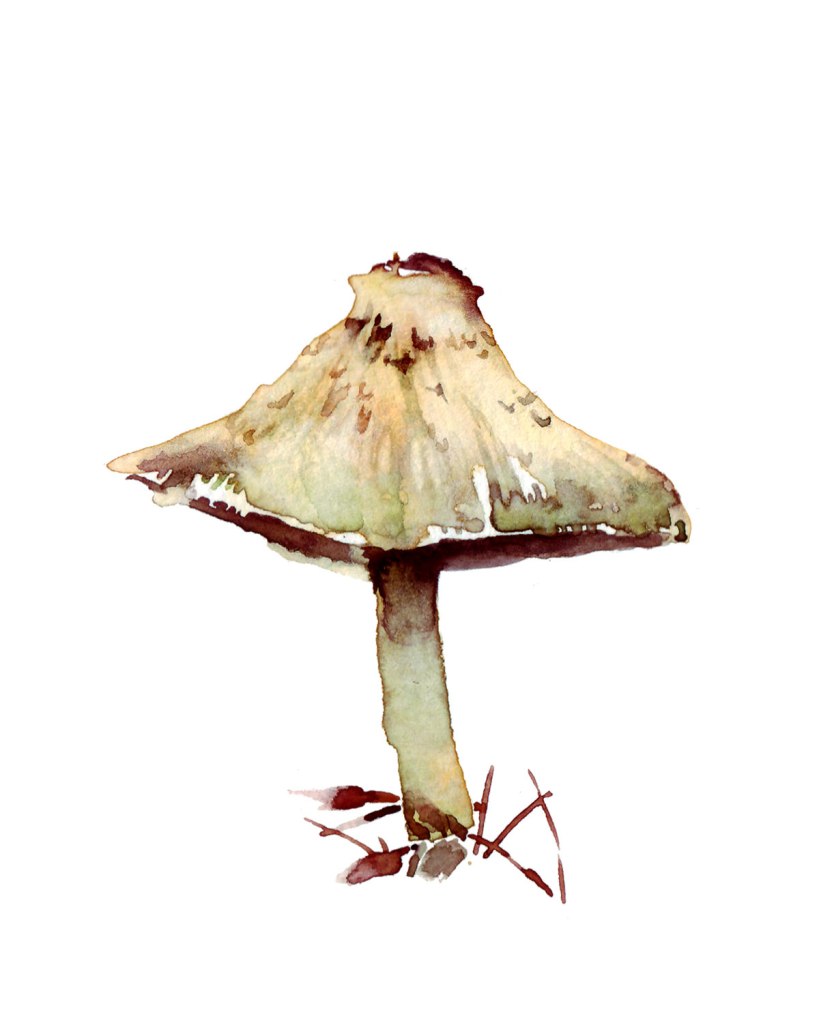 Watercolor painting illustration of an umbrella mushroom