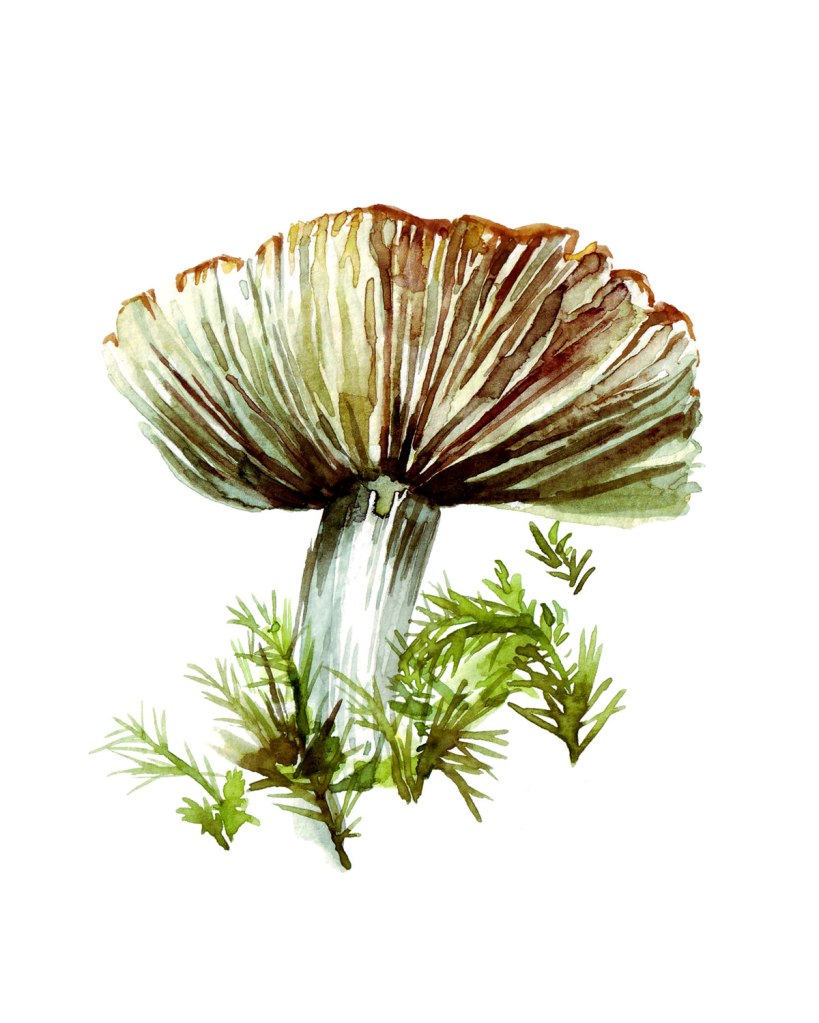 Watercolor painting illustration of a large mushroom growing with moss