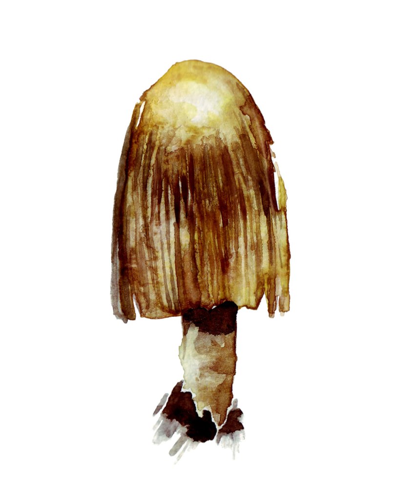 Watercolor painting illustration of a tall brown mushroom