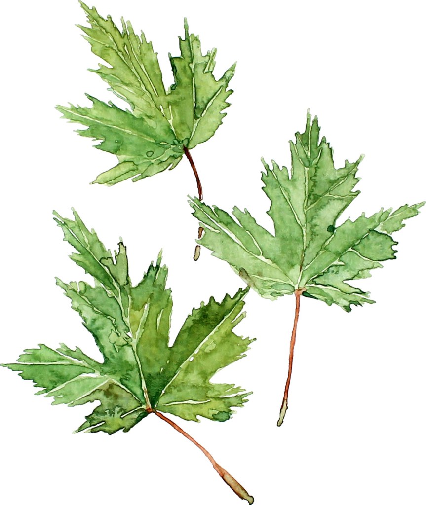 Watercolor painting illustration of three green maple leaves