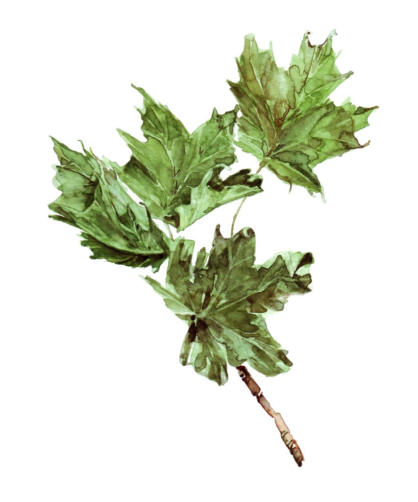 Watercolor painting illustration of green maple leaves on a branch