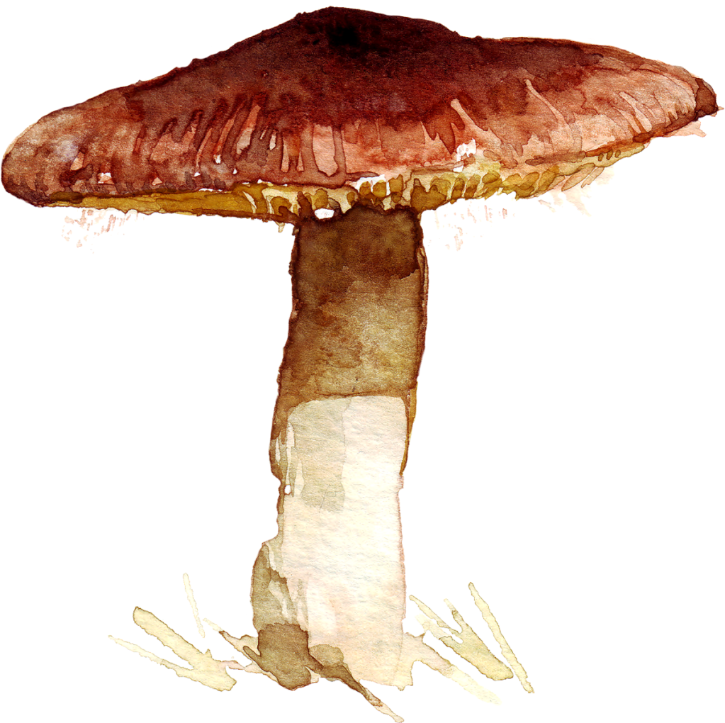 original watercolor painting of a mushroom.