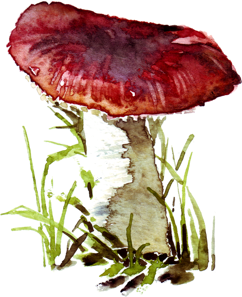 original watercolor painting of a mushroom.