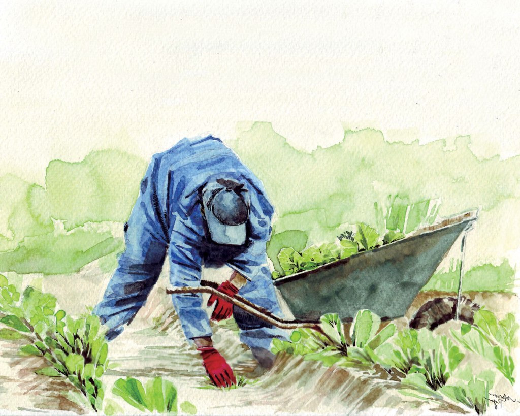 Watercolor painting illustration of a farmer bending down in a lettuce garden with a wheelbarrow