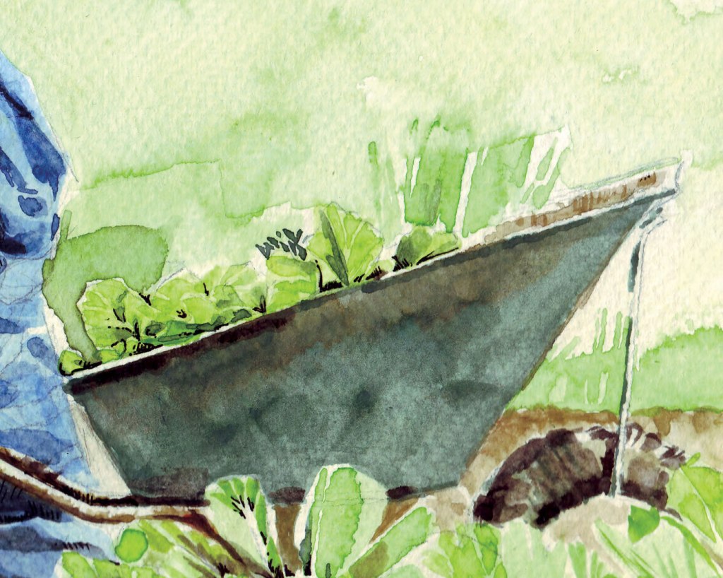 Watercolor painting illustration of a farmer bending down in a lettuce garden with a wheelbarrow