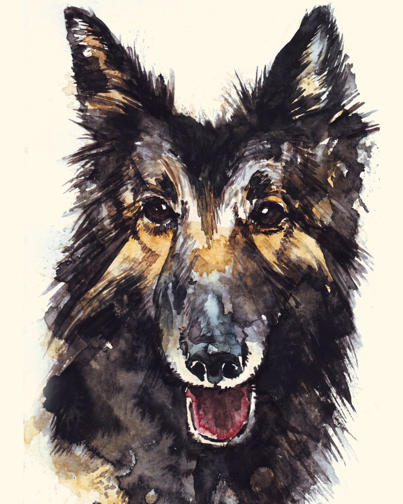 Watercolor painting illustration, custom dog art.
