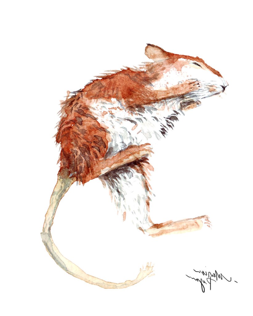 Watercolor painting illustration of a mouse lying on its side