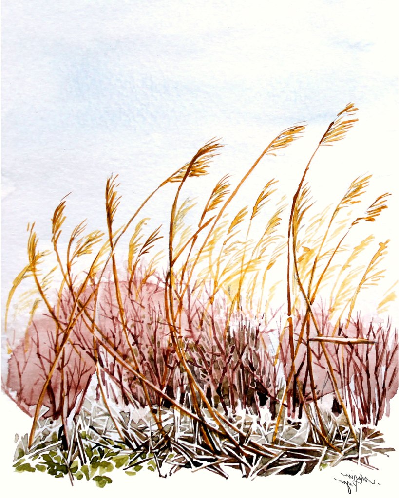 Watercolor painting illustration of tall grass reeds in front of red bushes blowing in the wind. Nature scene