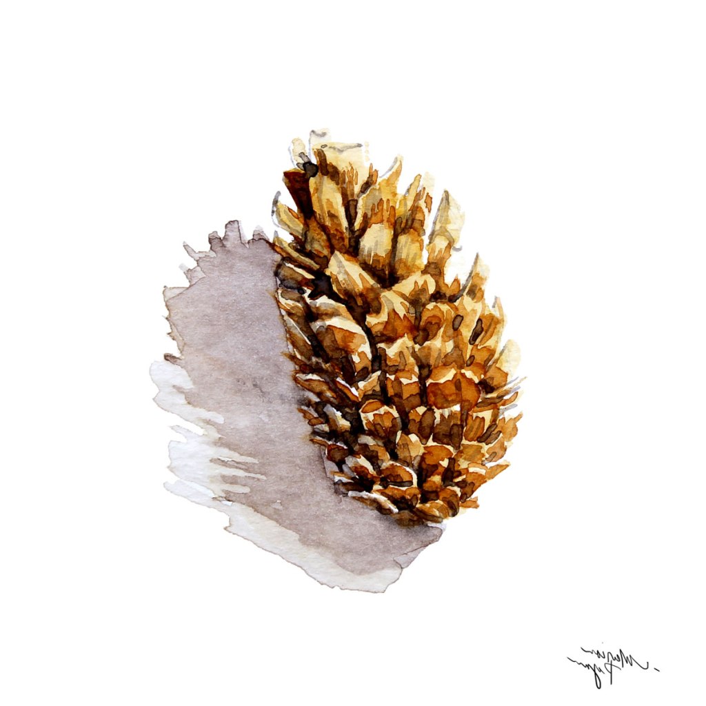 Watercolor painting illustration of a pine cone