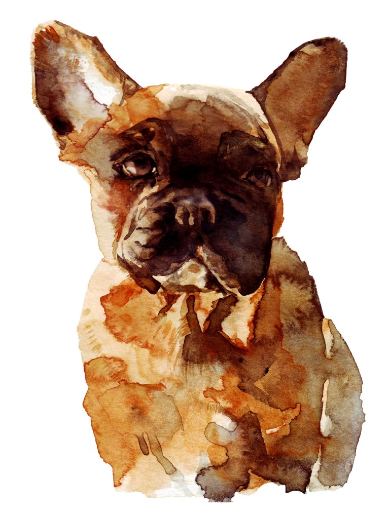 Watercolor painting illustration, portrait of a French Bulldog purebreed dog.