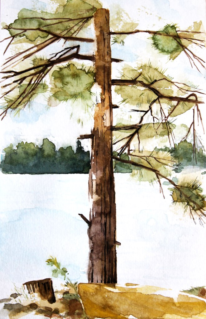 Watercolor painting illustration of a white pine tree in a lake landscape with canoe in Ontario, Canada.