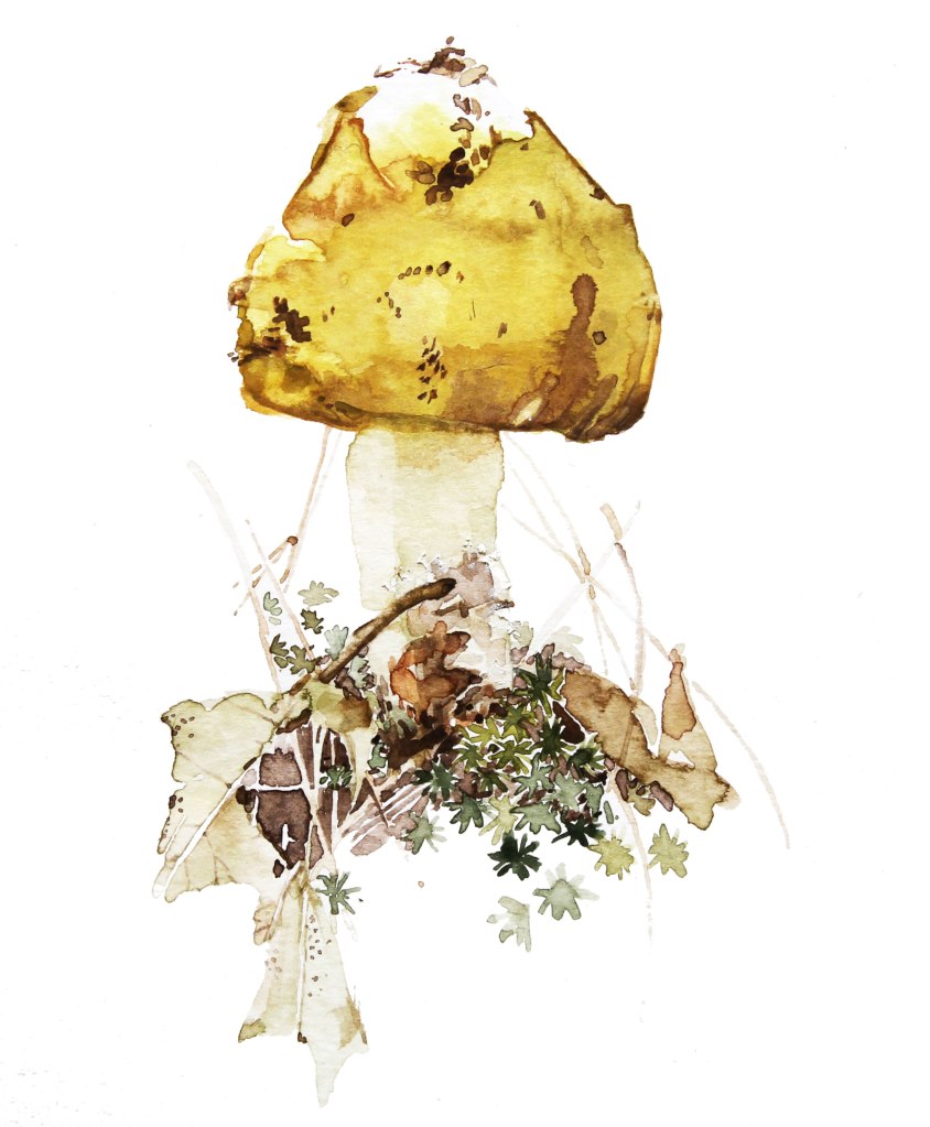 original watercolor painting of a mushroom and leaf