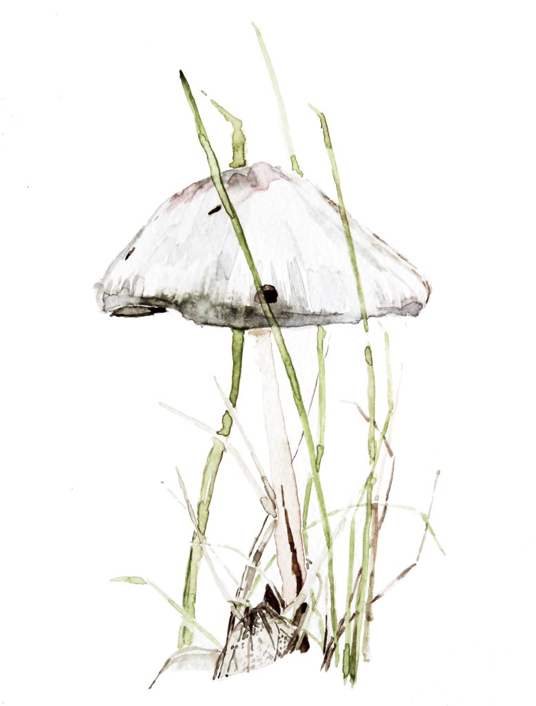 original watercolor painting of a mushroom and moth