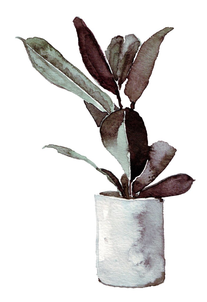 Watercolour painting illustration of a rubber plant, or Ficus elastica, Realistic painting of a houseplant in pot, by Canadian artist.